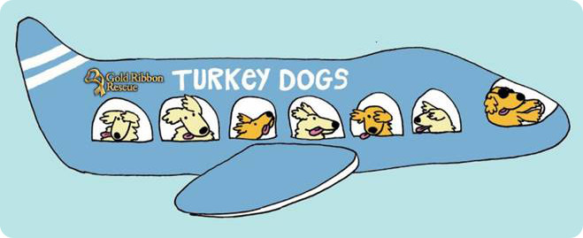 Turkey Goldens Logo